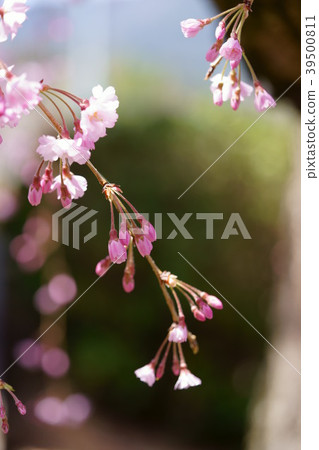 One branch of cherry blossoms One branch of cherry blossoms 39500811