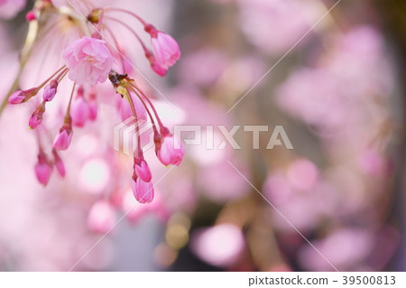 櫻花的一個分支 39500813