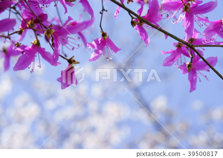 看著一個清爽的春日，蜜蜂 39500817