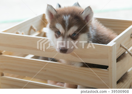 Siberian puppy in wooden box 39500908