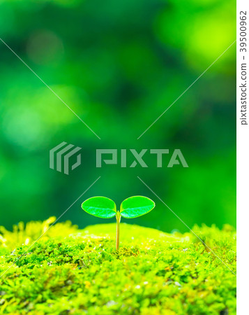 Plant seedling 39500962