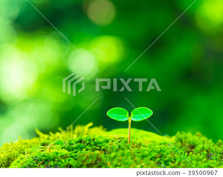 Plant seedling 39500967