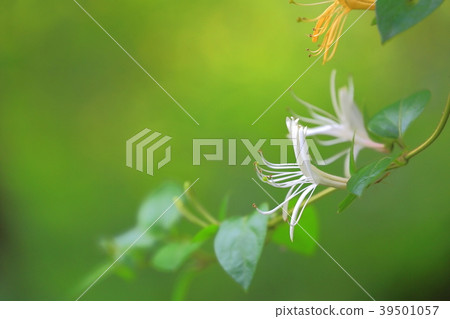 金銀花 金銀花 39501057