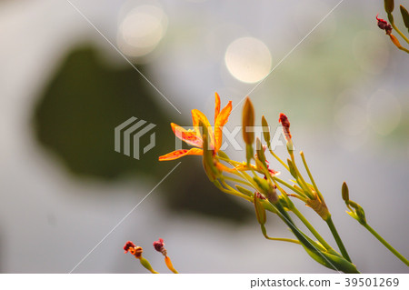 台灣,植物園,射擊,插花,陽光,光影 台灣,植物園,射擊,插花,陽光,光影 39501269