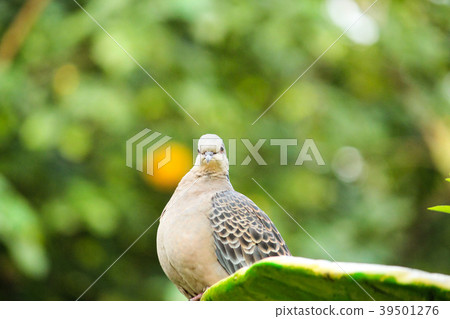 台灣，植物園，猩紅色，金色鴿子，生態學，鳥類 39501276