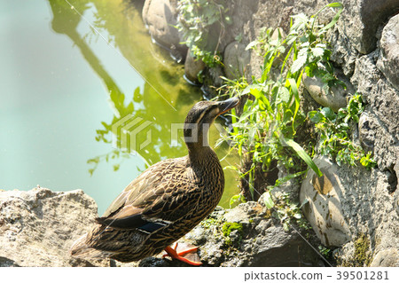 Taiwan, Youth Park, Shantou, Eco-environment, Amber 39501281