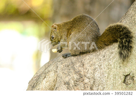 Taiwan, youth park, Hanayo Matsushima, large tree, ecological environment Taiwan, youth park, Hanayo Matsushima, large tree, ecological environment 39501282
