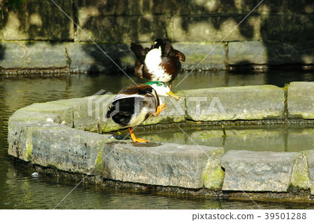台灣，植物園，餃子，紫菜，天花，生態環境 39501288