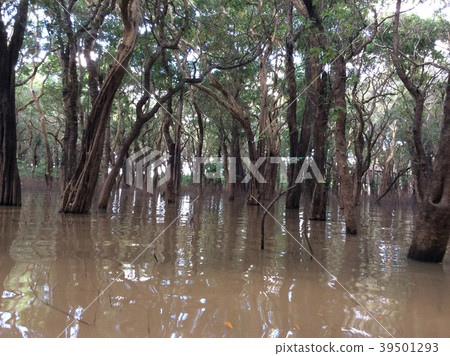 Cambodian jungle 39501293