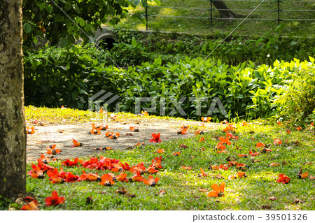 Taiwan, youth park, xylophone, ecology, peanuts, vermilion, grassland Taiwan, youth park, xylophone, ecology, peanuts, vermilion, grassland 39501326