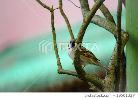 Taiwan, botanical garden, small mahjong, tree branches, ecological environment 39501327