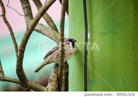 Taiwan, Botanical Garden, Fujieda, Eco-environment, Harusen, Flower Garden Taiwan, Botanical Garden, Fujieda, Eco-environment, Harusen, Flower Garden 39501328