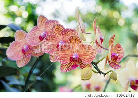 orange orchid flower in the garden 39501418