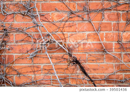 dry vine on brick wall dry vine on brick wall 39501436