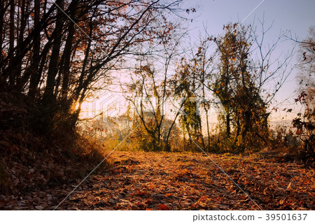 清晨風景晚秋山路 清晨風景晚秋山路 39501637