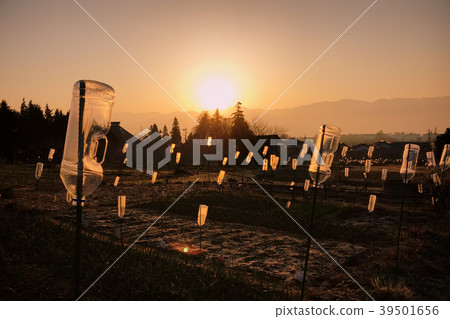 清早風景早期的春天農場 39501656