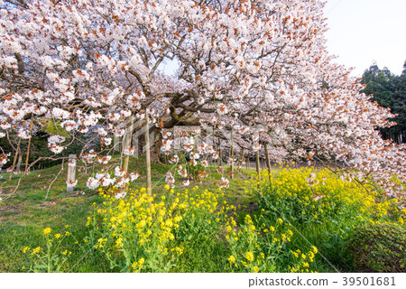 The cherry tree of Yoshitaka 39501681