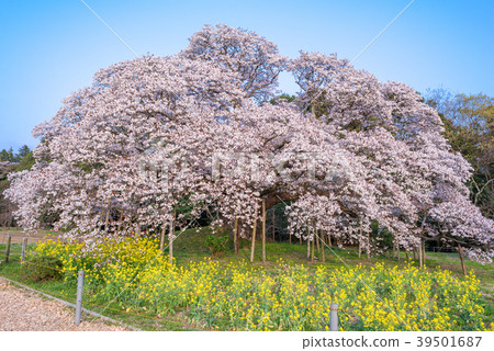 The cherry tree of Yoshitaka 39501687