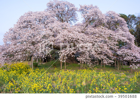 The cherry tree of Yoshitaka 39501688