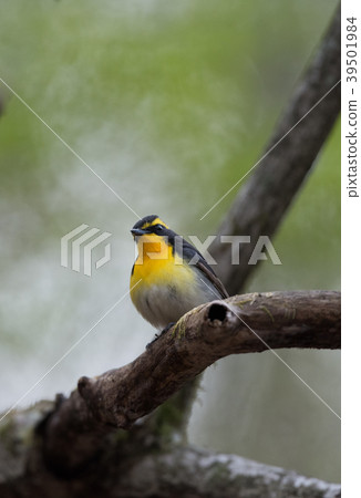 基比塔基 基比塔基 39501984