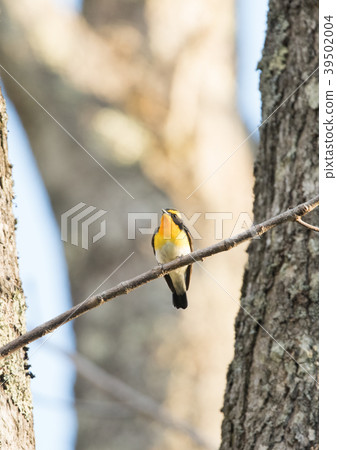 基比塔基 基比塔基 39502004