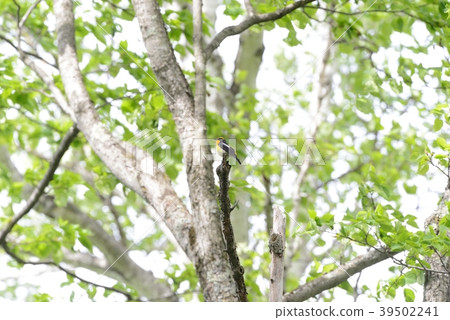 基比塔基 基比塔基 39502241