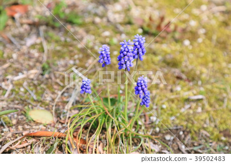 Muscari flowers 39502483