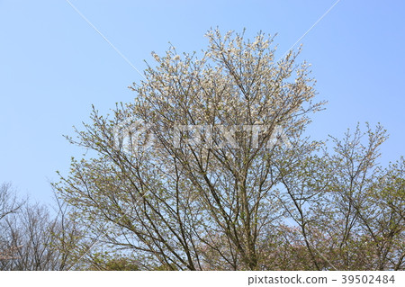 Kobukuzakura full bloom 39502484