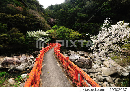 Takimi Bridge and cherry blossom 39502687