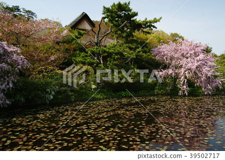 Cherry blossoms at Yokohama Sanjoen 39502717