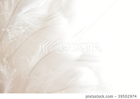 背景材料羽毛 背景材料羽毛 39502974
