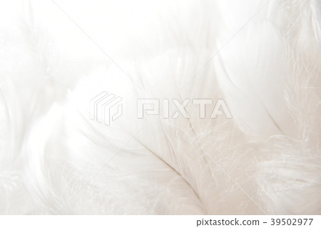 背景材料羽毛 背景材料羽毛 39502977