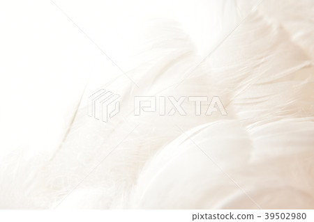 背景材料羽毛 背景材料羽毛 39502980