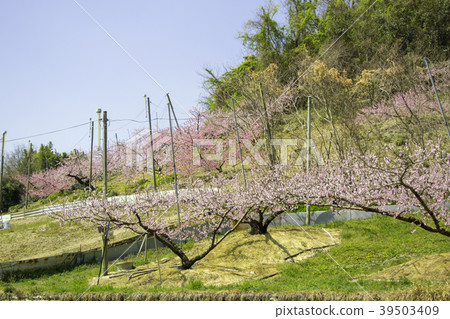 Peach flower tree 39503409