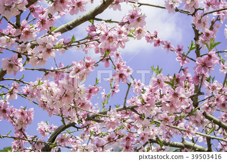 Peach flower tree 39503416