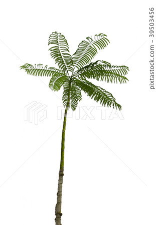 Green Tree Isolated on White background Green Tree Isolated on White background 39503456