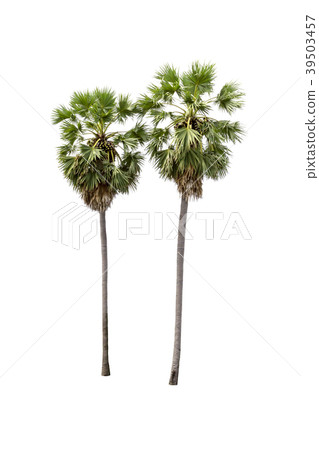 sugar palm tree isolated on white background sugar palm tree isolated on white background 39503457