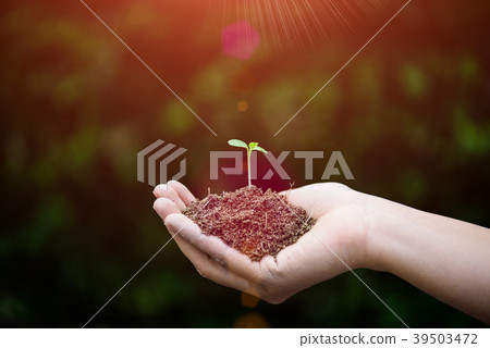 Top view of baby tree with soil in background. Top view of baby tree with soil in background. 39503472