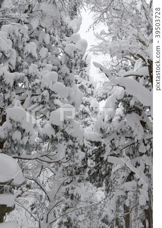 Okamisan Shrine接近降雪 Okamisan Shrine接近降雪 39503728
