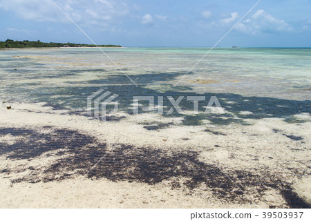 Coastal scenery of Taketomi island 39503937
