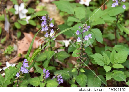 Akaboshi Tatsunamisou Akaboshi Tatsunamisou 39504162