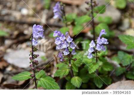 Akaboshi Tatsunamisou 39504163
