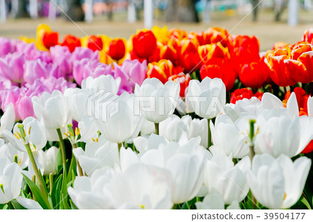 Tulip Tulip 39504177