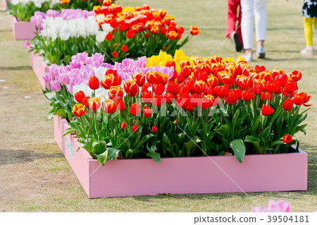 Tulip Tulip 39504181