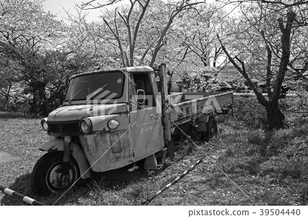 Cherry blossoms and scrapped cars monochrome 39504440