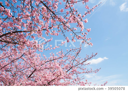 Early blooming cherry blossoms in full bloom with blue sky Early blooming cherry blossoms in full bloom with blue sky 39505078
