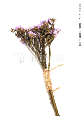 Single of purple statice flower background Single of purple statice flower background 39505453