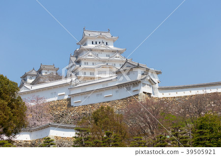 Cherry Blossoms with Blue Sky and Himeji Castle Great Temple 39505921