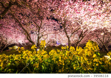 Spring image ・Light-up of cherry blossoms and rape blossoms Spring image ・Light-up of cherry blossoms and rape blossoms 39506118