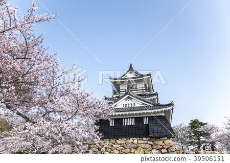 櫻花和濱松城堡盛開 39506151